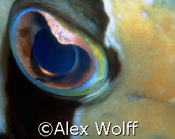 Eye Sea
Maldives at night
Nikonos with Extension Tubes by Alex Wolff 